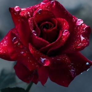 Meet your Posher, Kerri